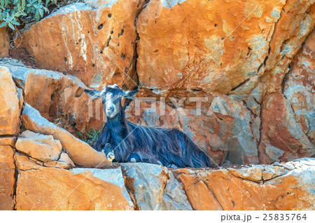 Domestic goat on Crete Island, Greece 25835764