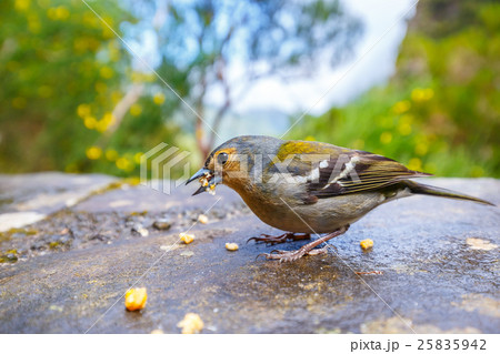 Carduelis chloris, Greenfinch, Madeira Island 25835942
