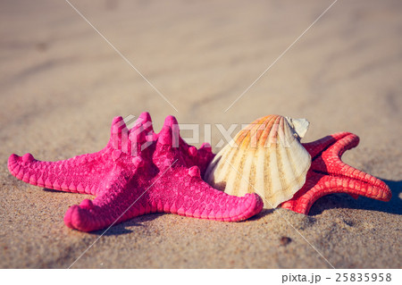 sea shells with yellow sand and sea as background 25835958