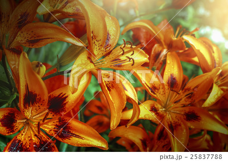 orange lilies in garden after rain 25837788