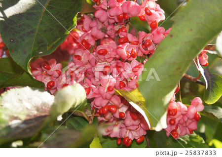 まゆみの赤い実(北海道・釧路湿原にて) 25837833