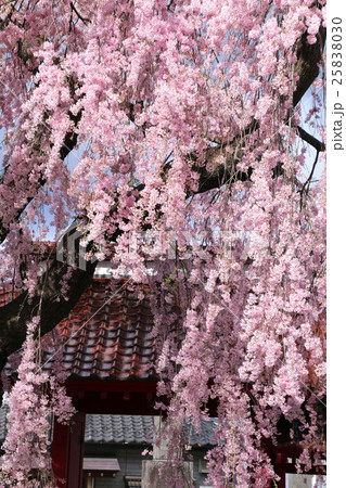 妙関寺の乙姫桜(白河市) 妙関寺の乙姫桜(白河市) 25838030
