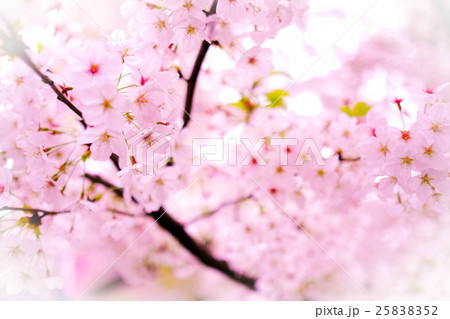 日本 ジャパン 日本国 25838352