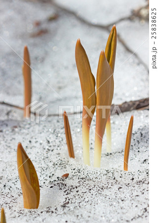 残雪を突き抜けるカタクリの芽生え 25838625