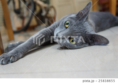 幸運の猫コラット 幸運の猫コラット 25838655