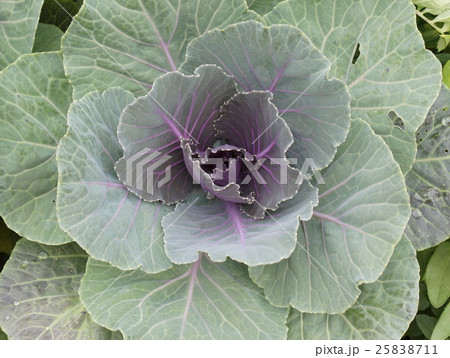 ハボタン　ハナキヤベツ 25838711