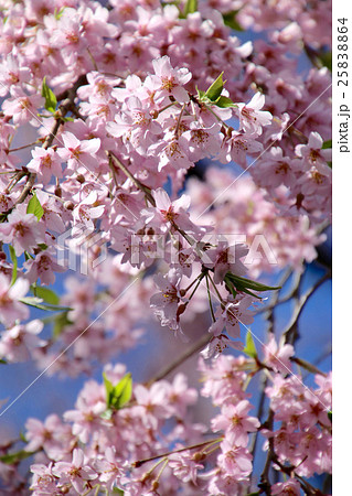 南湖神社の楽翁桜 25838864
