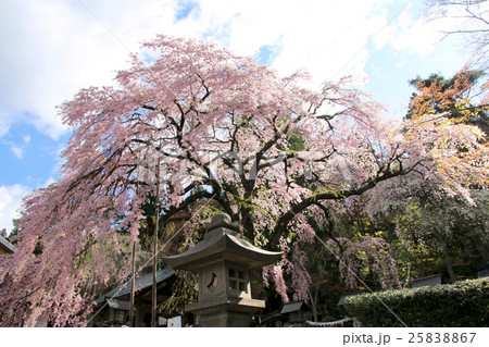 南湖神社の楽翁桜 25838867