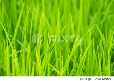 Young rice sprout close up 25838969