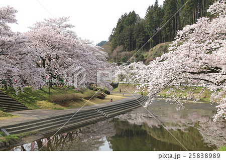 北須川・今出川の桜（石川町） 25838989