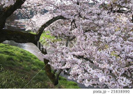 北須川・今出川の桜（石川町） 25838990