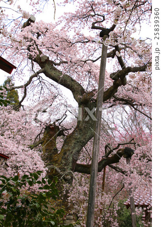 護真寺のサクラ（須賀川市） 25839360