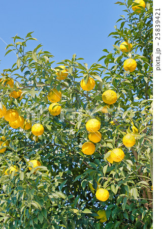みかんの木 25839421