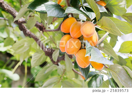 柿の木 柿の木 25839573