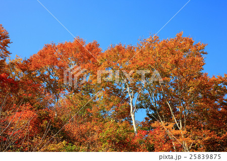 秋紅葉の鍋倉高原 25839875