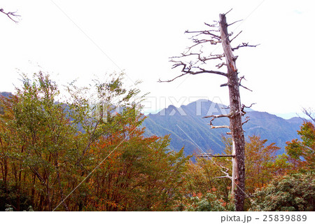 紅葉の大峰 25839889