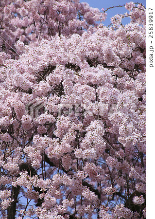 相応寺のしだれ桜 25839917