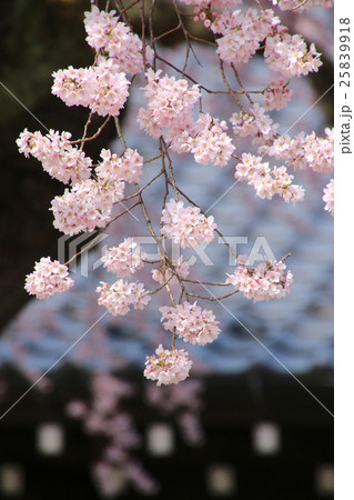 相応寺のしだれ桜 25839918