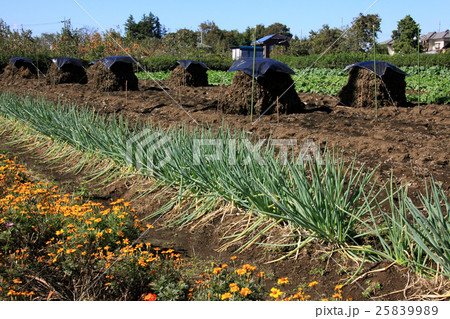 こもかぶりの風景 25839989