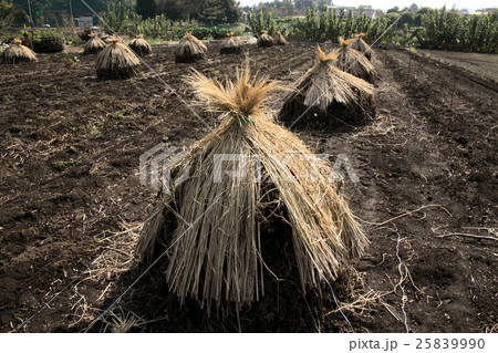わらぼっちの風景 25839990