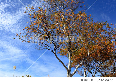 鳥海高原家族旅行村　紅葉 25840077