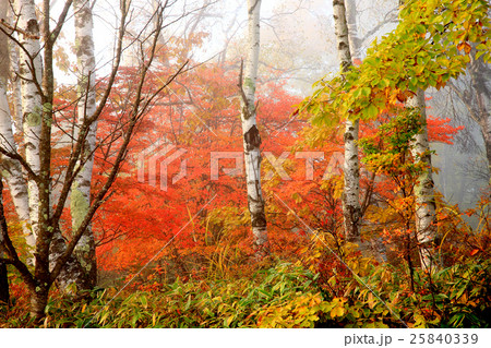朝霧の八千穂高原 秋 紅葉 朝霧の八千穂高原 秋 紅葉 25840339