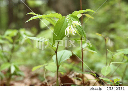 チゴユリ 25840531