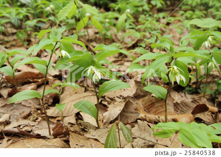 チゴユリ 25840538