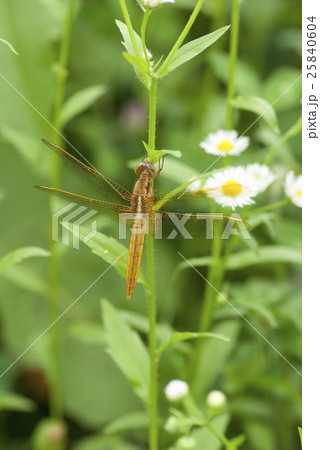 ウスバキトンボ ウスバキトンボ 25840604