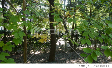 木漏れ日 25840641