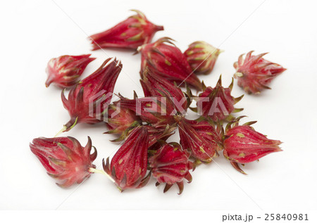 ローゼル ローゼル 25840981