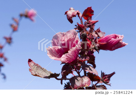 ローゼルの花 ローゼルの花 25841224