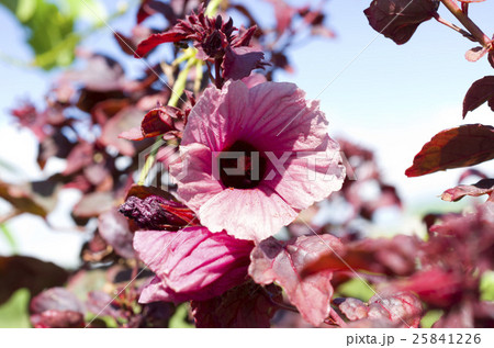 ローゼルの花 ローゼルの花 25841226