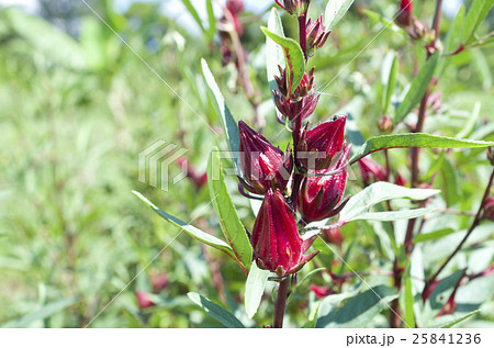 ローゼルの実 ローゼルの実 25841236