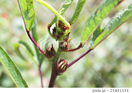 ローゼル 25841333