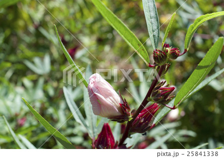 ローゼルの実と花 25841338