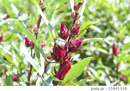 ローゼルの実 ローゼルの実 25841339