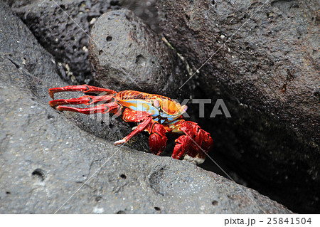 Grapsus crab on volcanic rock Grapsus crab on volcanic rock 25841504