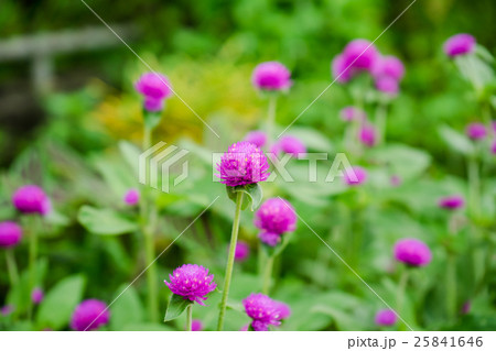 Globe amaranth or Gomphrena globosa flower Globe amaranth or Gomphrena globosa flower 25841646