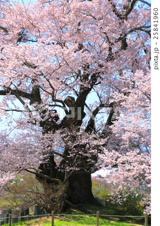 塩ノ崎大桜（本宮市） 25841960