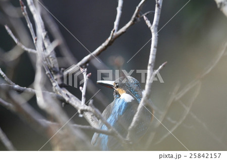 隠れるカワセミ 25842157