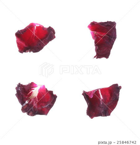 petal rose flower isolated on white background 25846742