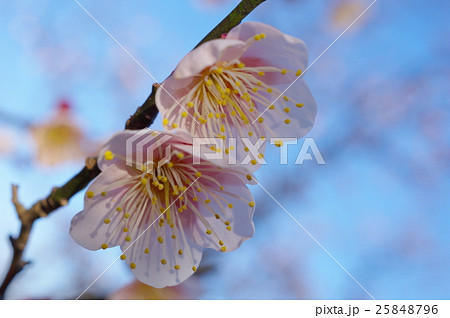 豊後梅の花（クローズアップ） 25848796