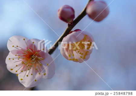 夕暮れの豊後梅の花（クローズアップ） 25848798