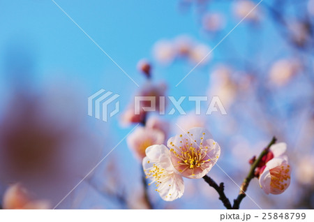 豊後梅の開花 豊後梅の開花 25848799