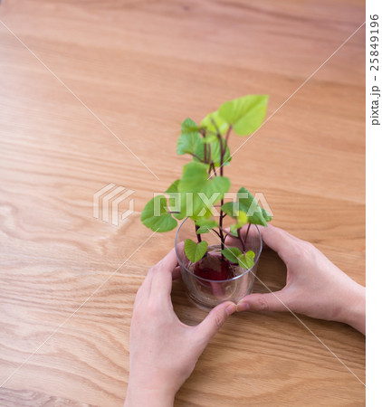 さつまいも水耕栽培 25849196