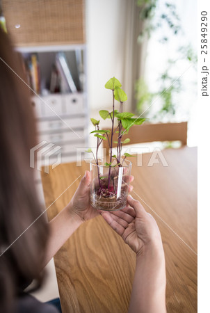 さつまいも水耕栽培の写真素材