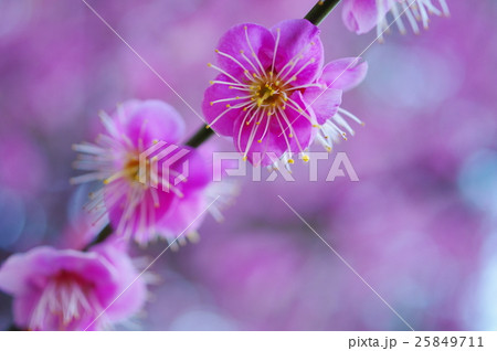 ピンクの梅の花(クローズアップ) ピンクの梅の花(クローズアップ) 25849711