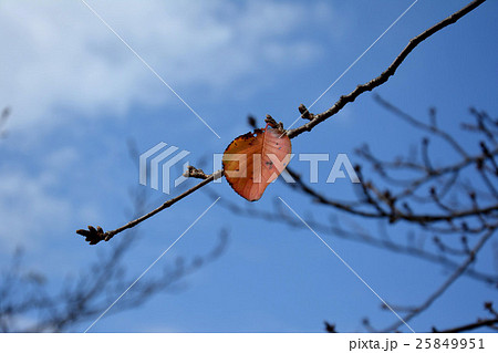 枯葉(最後の一葉) 枯葉(最後の一葉) 25849951