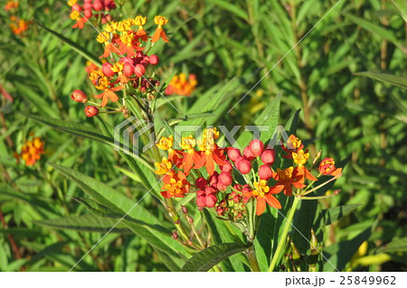 トウワタ 25849962